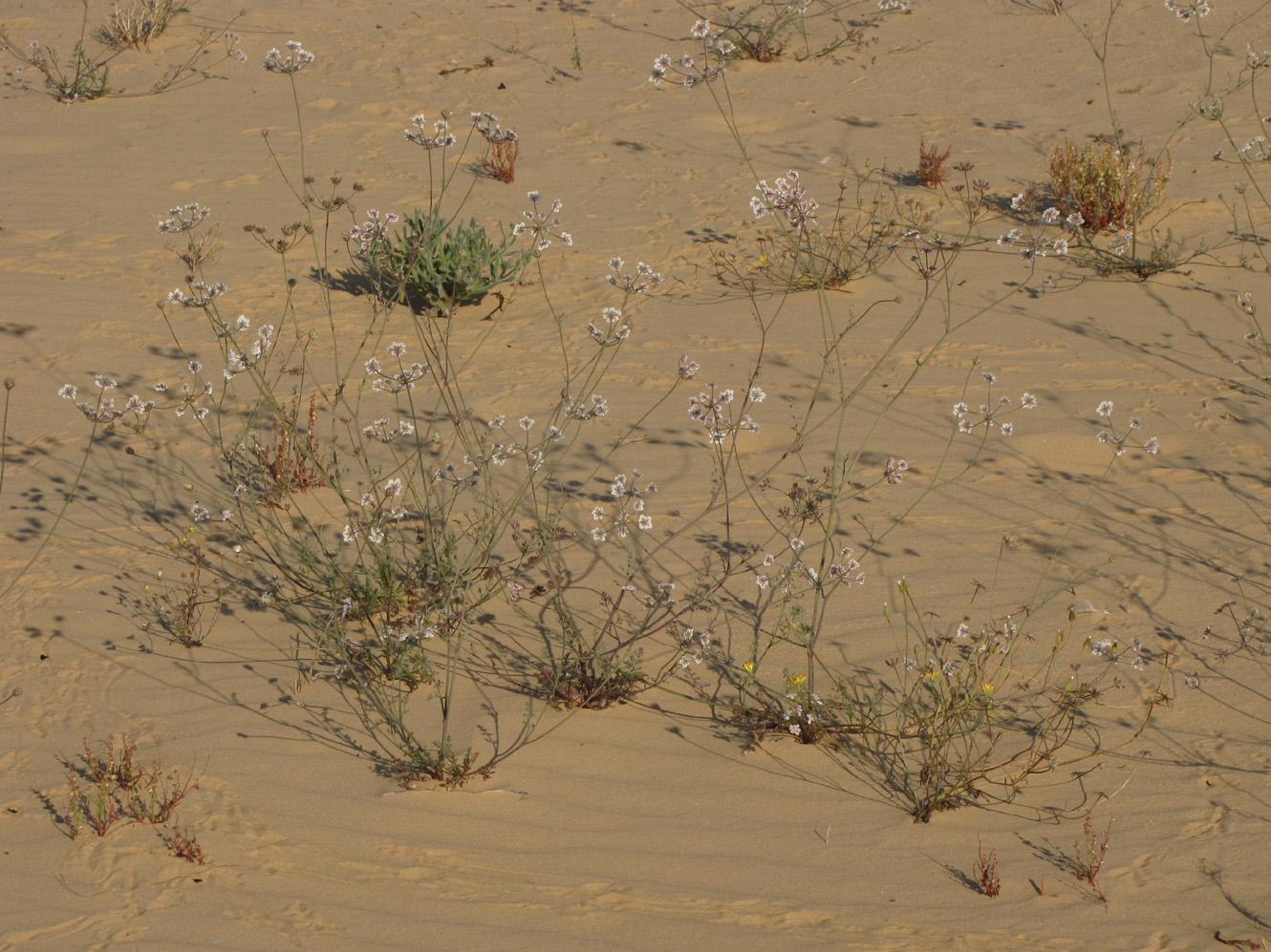 Image of Daucus glaber specimen.