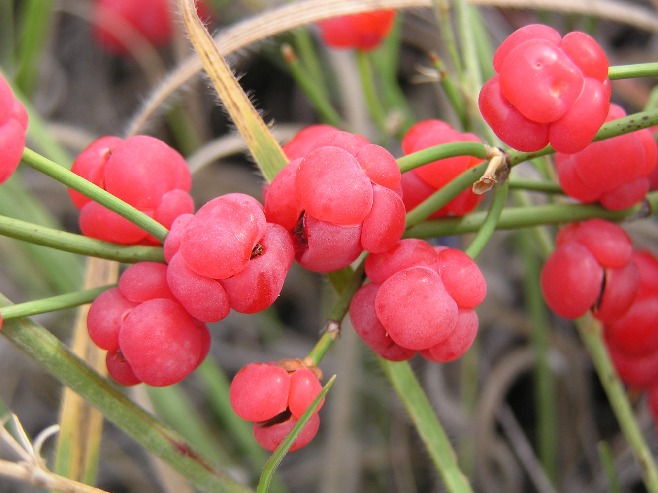 Image of Ephedra distachya specimen.