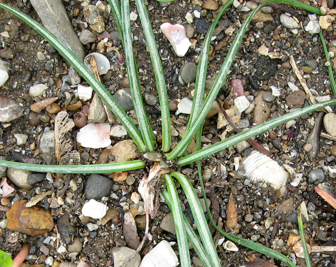 Изображение особи Crocus pallasii.