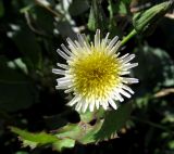 genus Sonchus