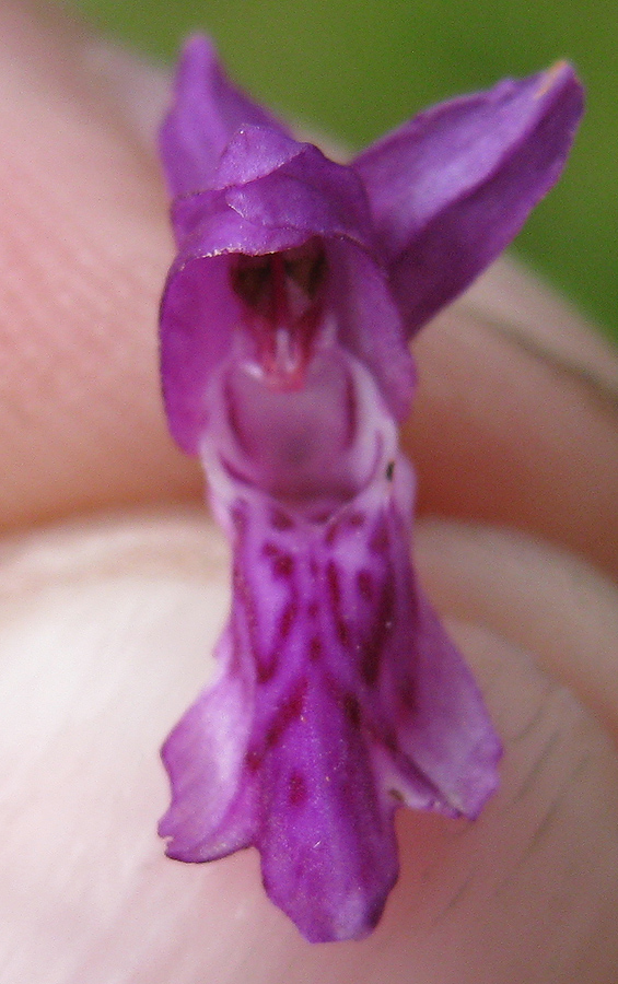 Image of Dactylorhiza majalis specimen.