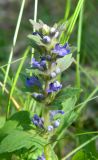 Ajuga genevensis. Соцветие. Украина, Донецкая обл., Артёмовский р-н, окр. с. Дроновка. 11.05.2012.
