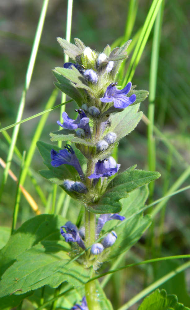 Image of Ajuga genevensis specimen.