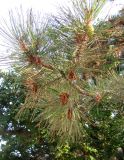 Pinus pallasiana