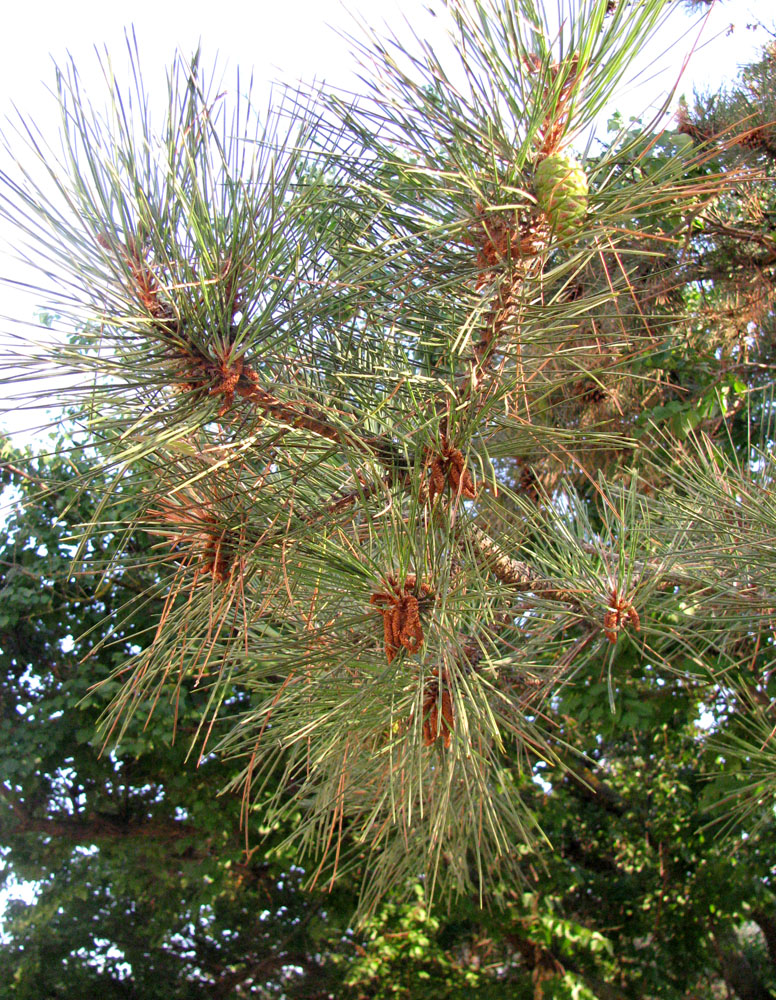 Изображение особи Pinus pallasiana.