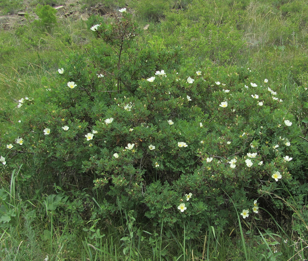 Image of Rosa spinosissima specimen.
