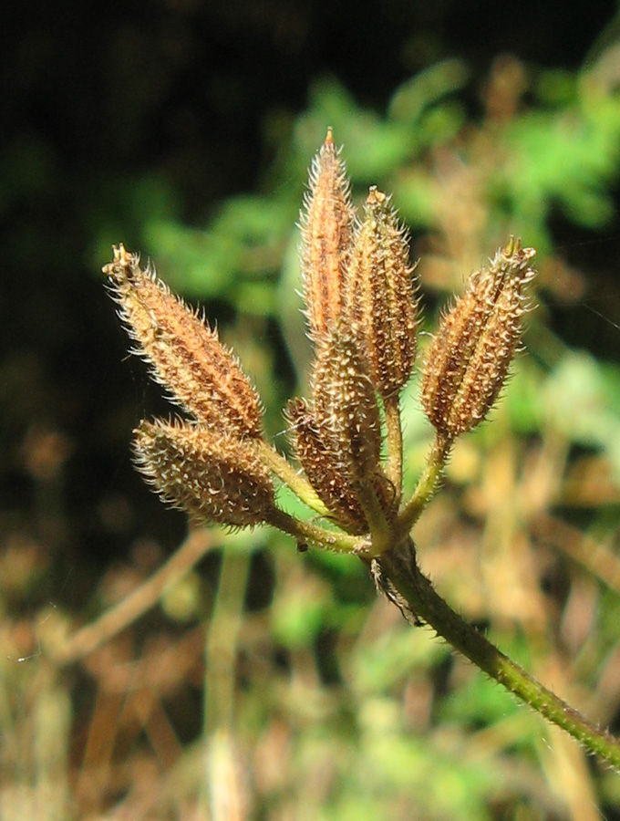 Изображение особи Physocaulis nodosus.