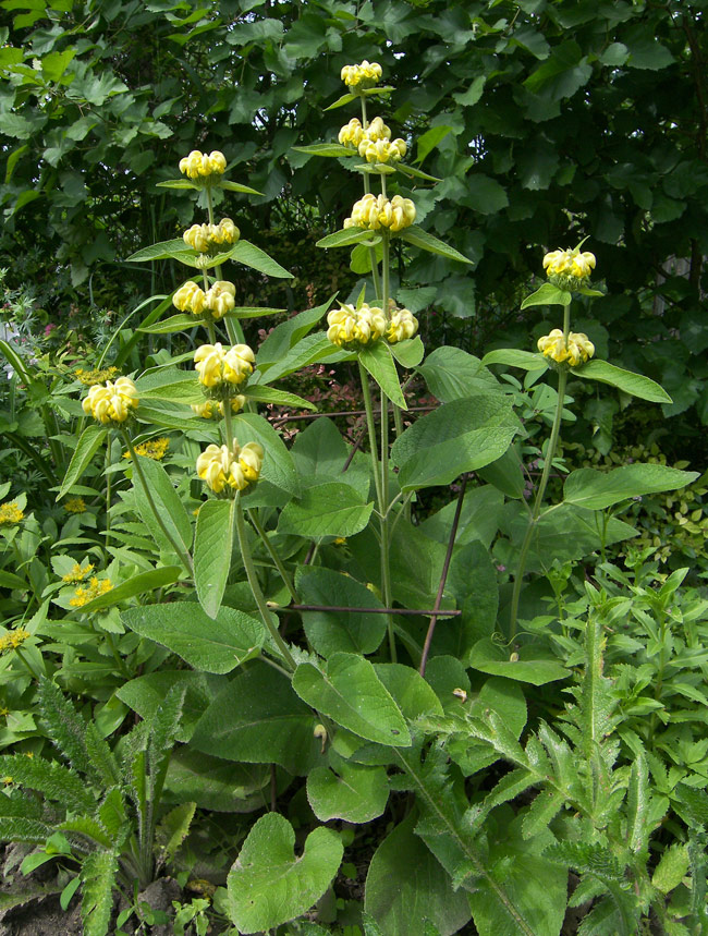 Image of Phlomis russeliana specimen.