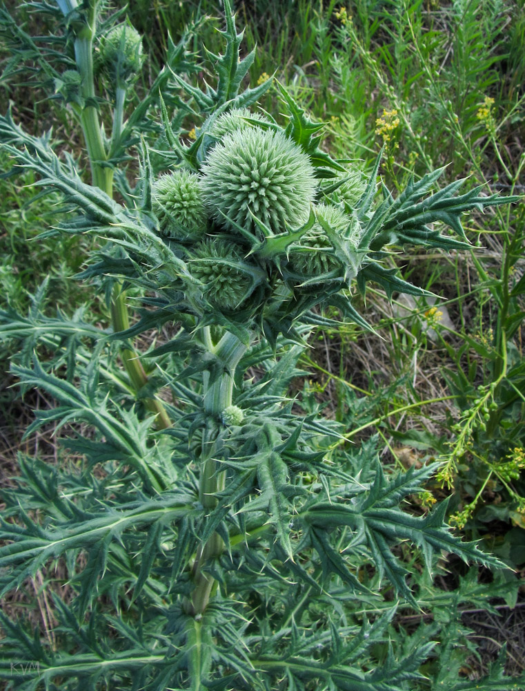 Изображение особи Echinops sphaerocephalus.