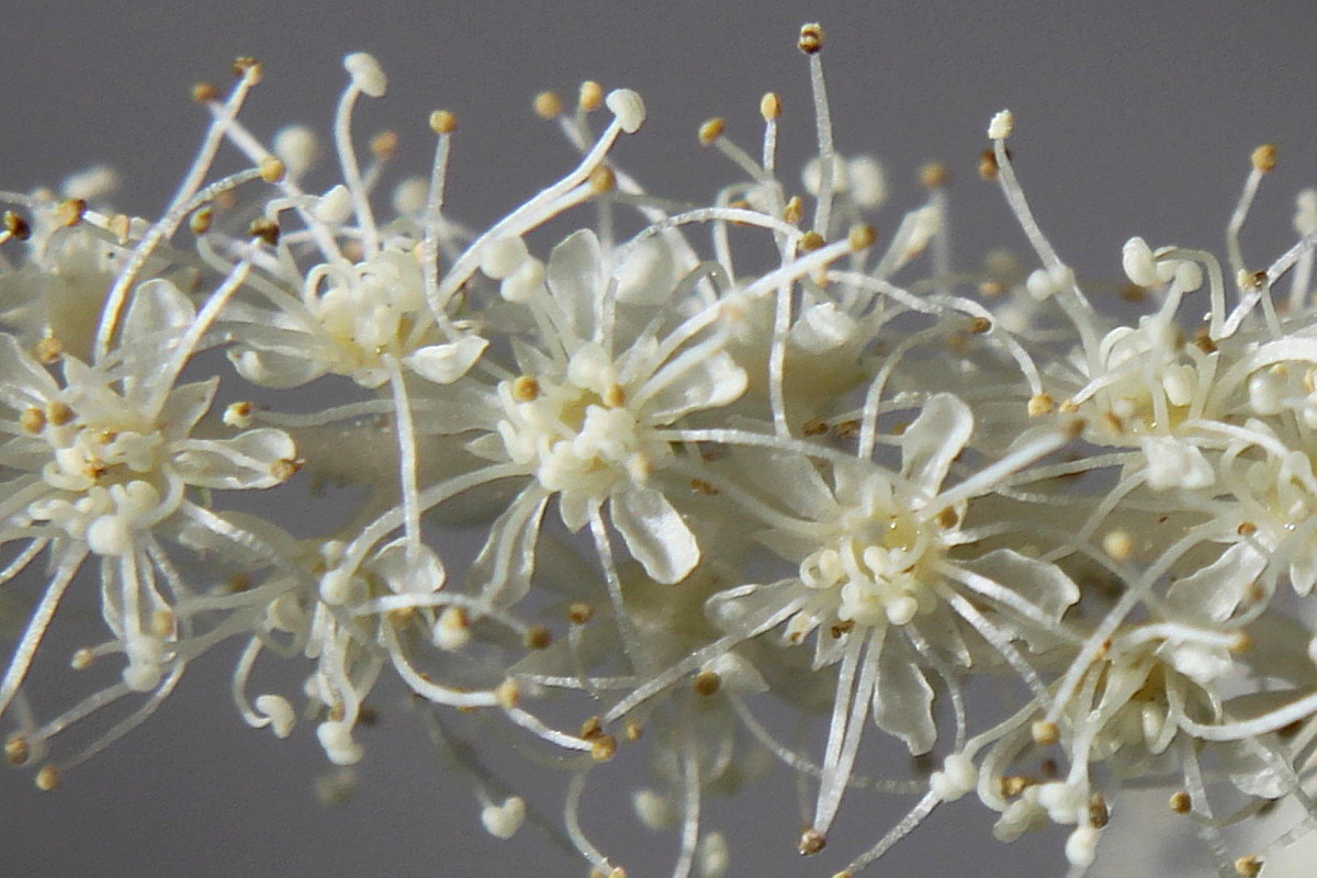 Изображение особи Aruncus dioicus.