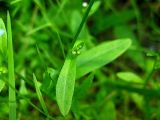 Myosotis cespitosa. Лист и бутоны. Республика Саха (Якутия), Томпонский р-н, с. Кескил. 03.07.2012.