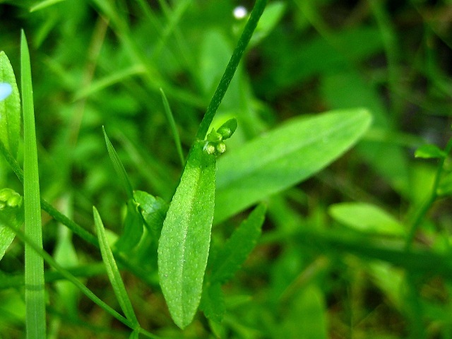 Изображение особи Myosotis cespitosa.