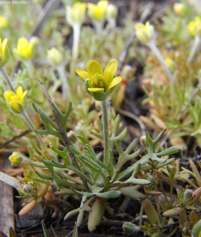 Изображение особи Ceratocephala orthoceras.