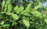 Salix myrsinifolia