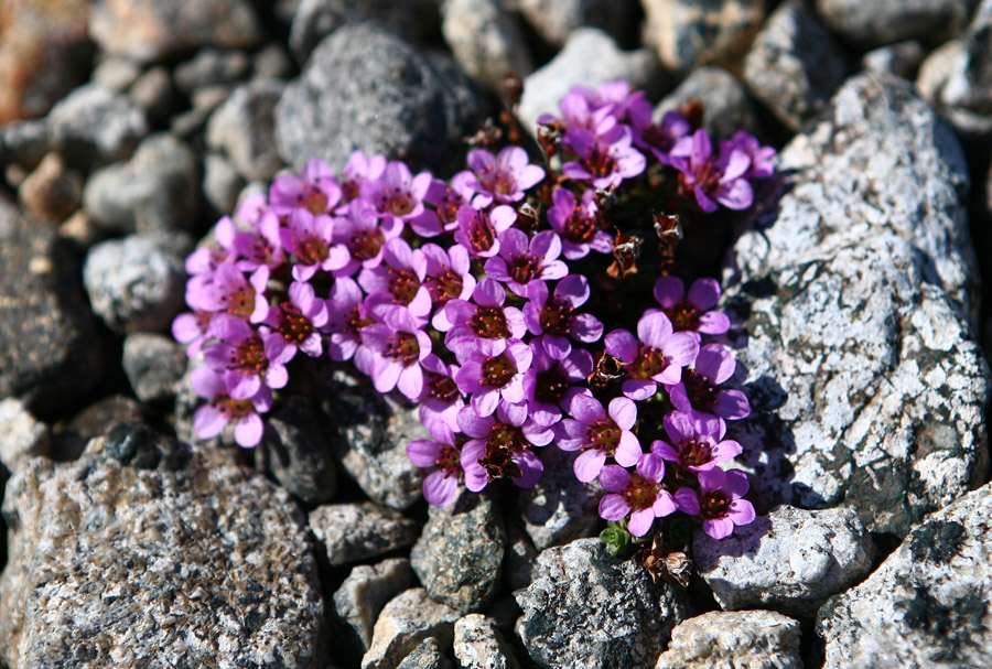 Image of Saxifraga oppositifolia specimen.