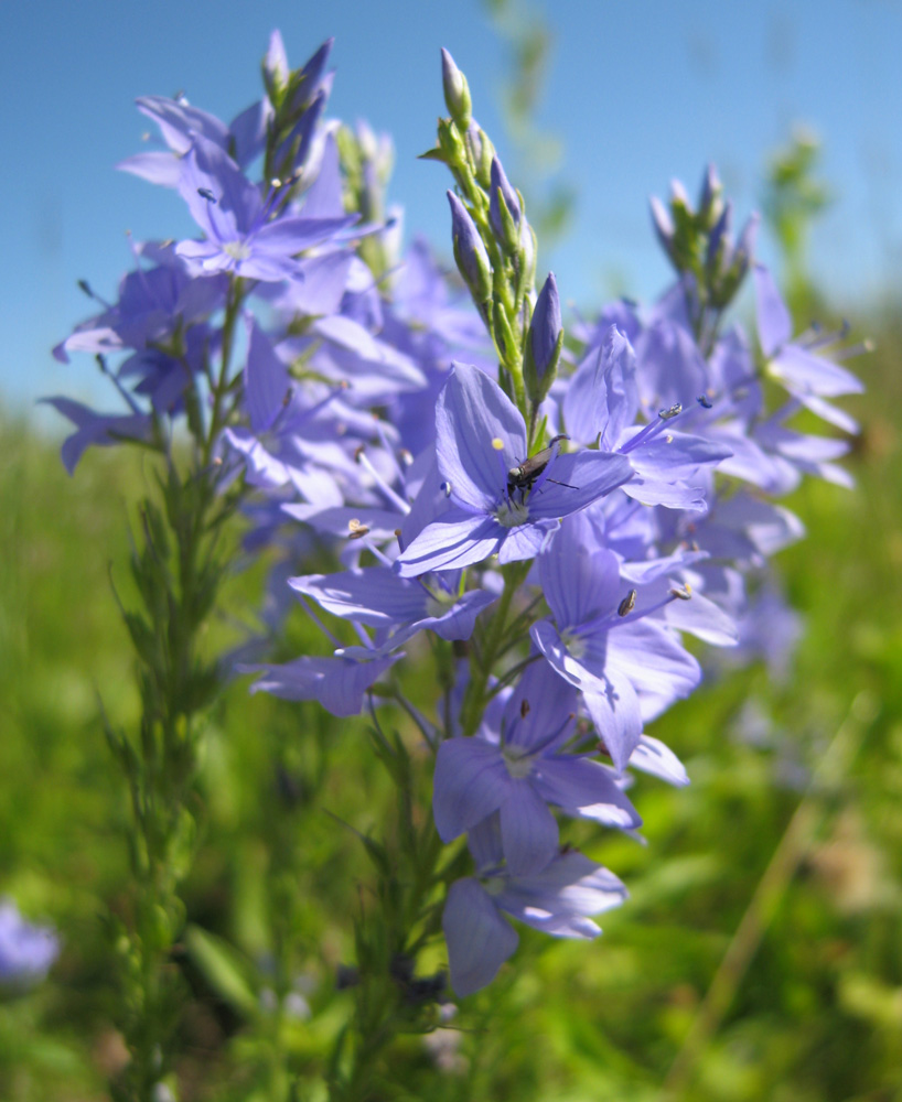 Image of Veronica teucrium specimen.