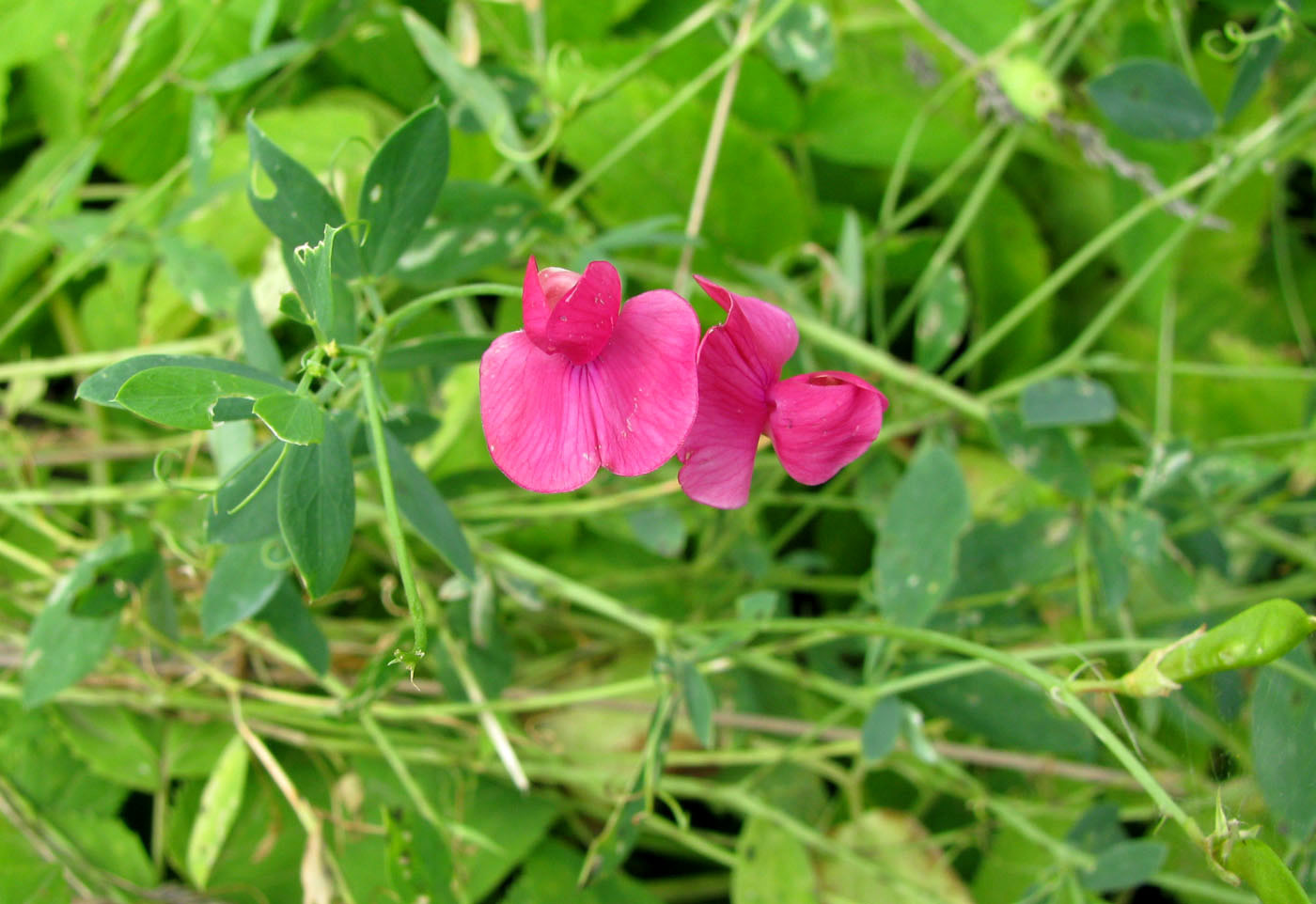 Изображение особи Lathyrus tuberosus.