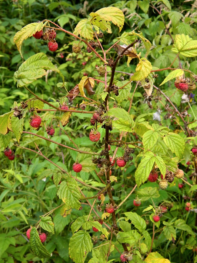 Image of Rubus idaeus specimen.