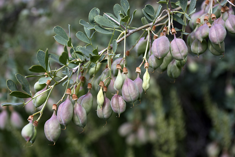 Изображение особи Halimodendron halodendron.