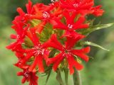 Lychnis chalcedonica