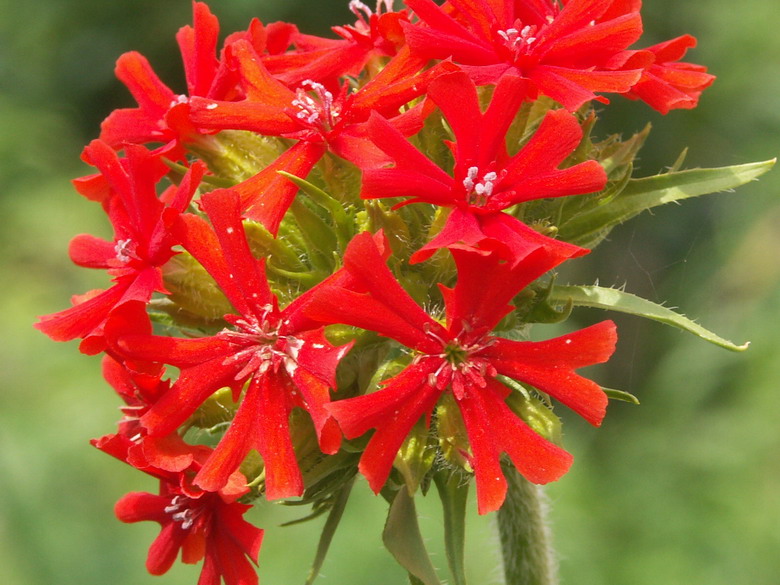 Изображение особи Lychnis chalcedonica.