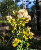 Solidago virgaurea подвид taurica. Верхушка цветущего и плодоносящего растения. Крым, окр. г. Ялта, хр. Иограф, сосновый лес. 8 сентября 2012 г.