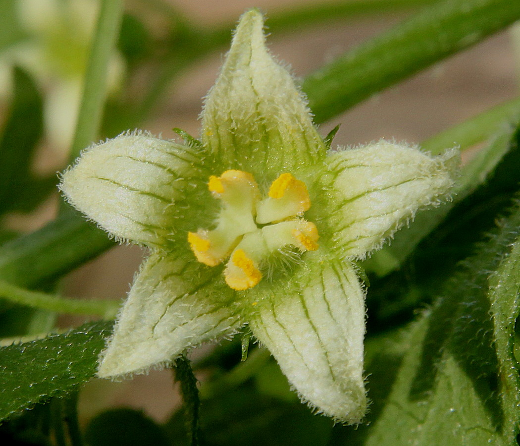 Изображение особи Bryonia dioica.