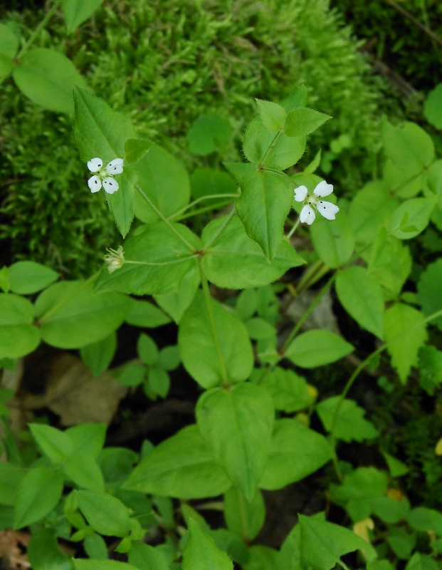 Изображение особи Pseudostellaria japonica.