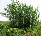 Arundo donax