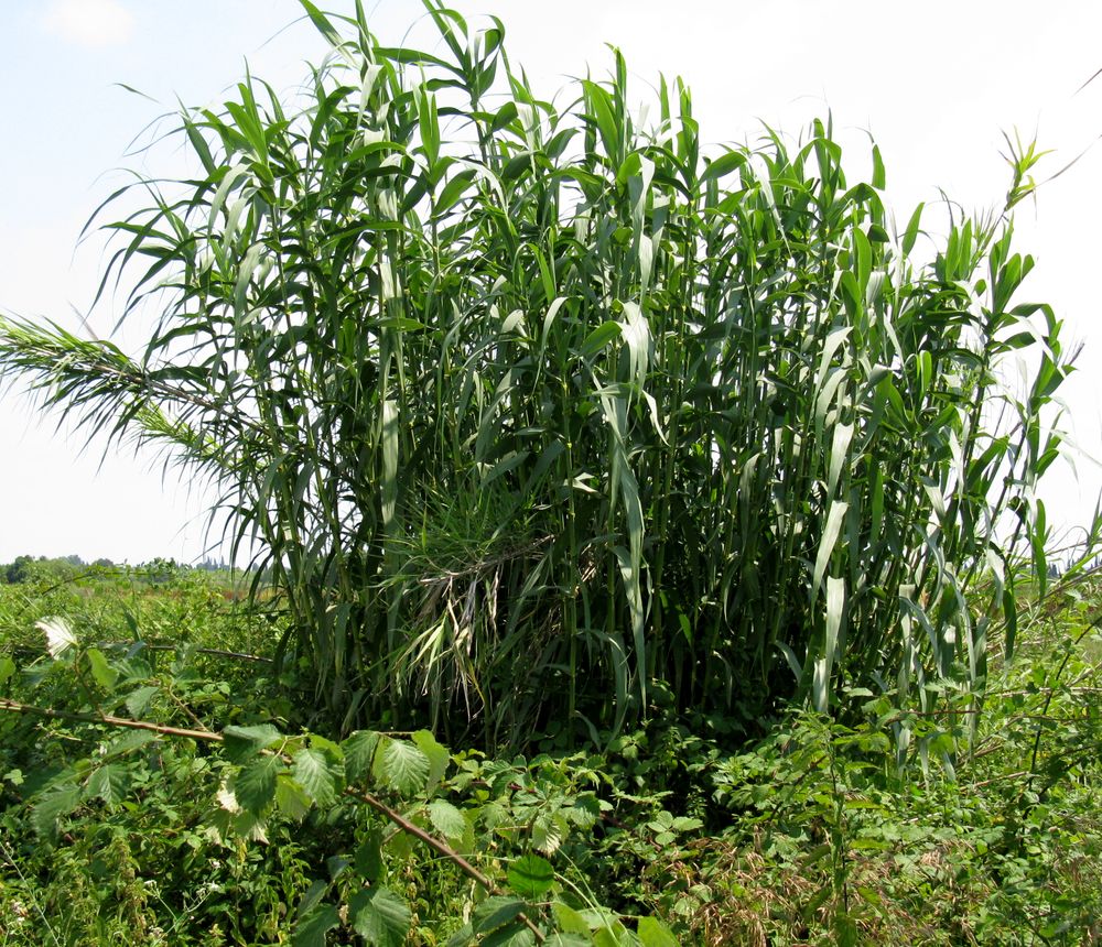 Изображение особи Arundo donax.