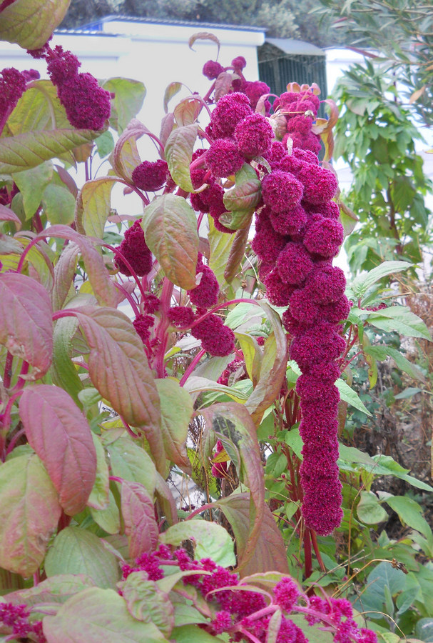 Image of Amaranthus caudatus specimen.