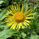 Inula britannica. Соцветие. Москва. 14.07.2012.