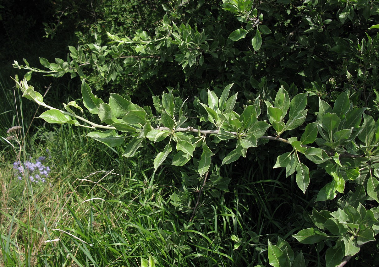 Image of Pyrus salviifolia specimen.