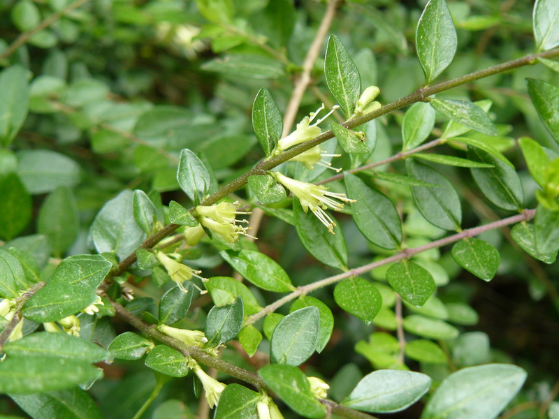 Изображение особи Lonicera ligustrina var. yunnanensis.