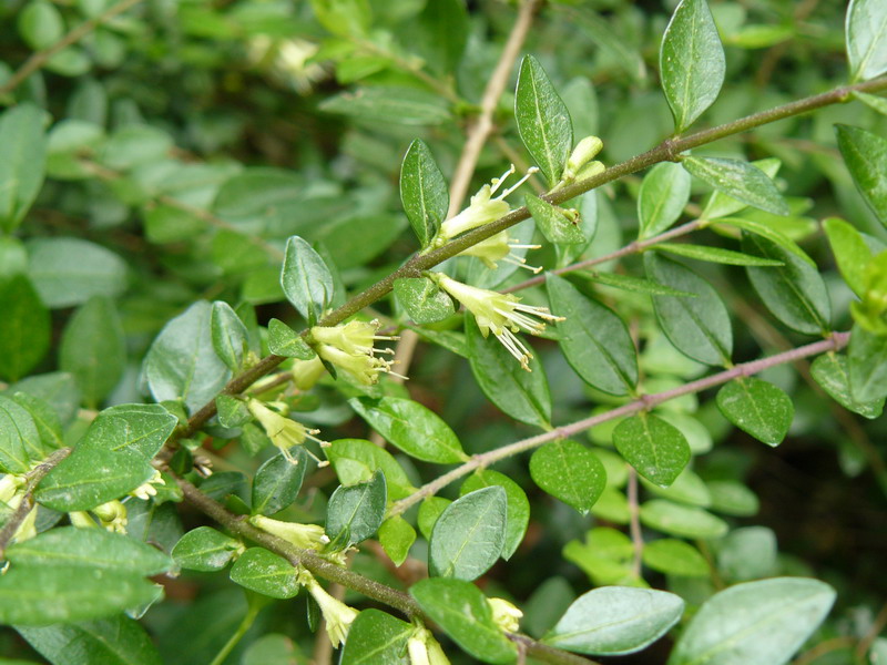 Image of Lonicera ligustrina var. yunnanensis specimen.