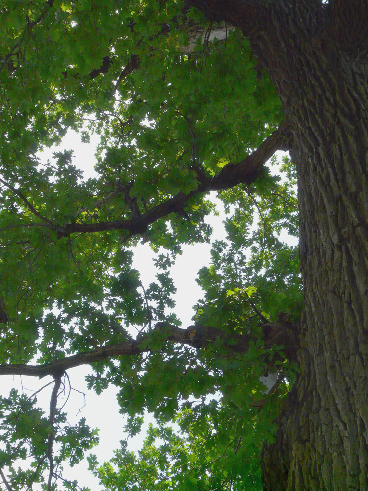 Image of Quercus robur specimen.