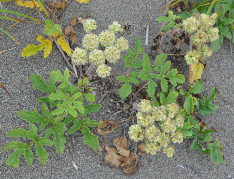 Изображение особи Glehnia litoralis.