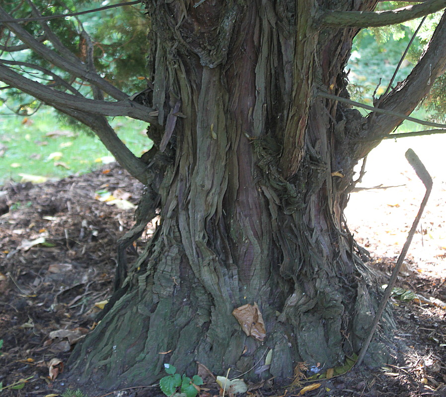 Image of Chamaecyparis lawsoniana specimen.