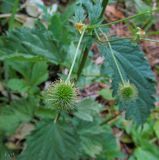 Geum urbanum