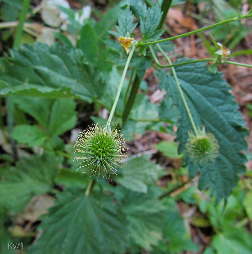 Изображение особи Geum urbanum.