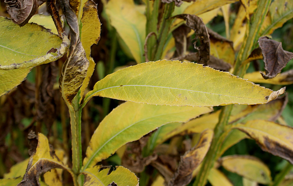 Image of Verbesina alternifolia specimen.