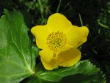 Caltha palustris