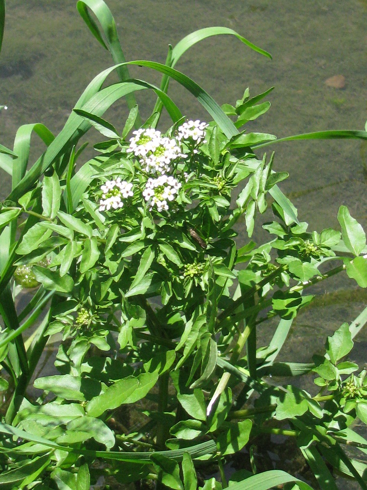 Изображение особи Nasturtium officinale.