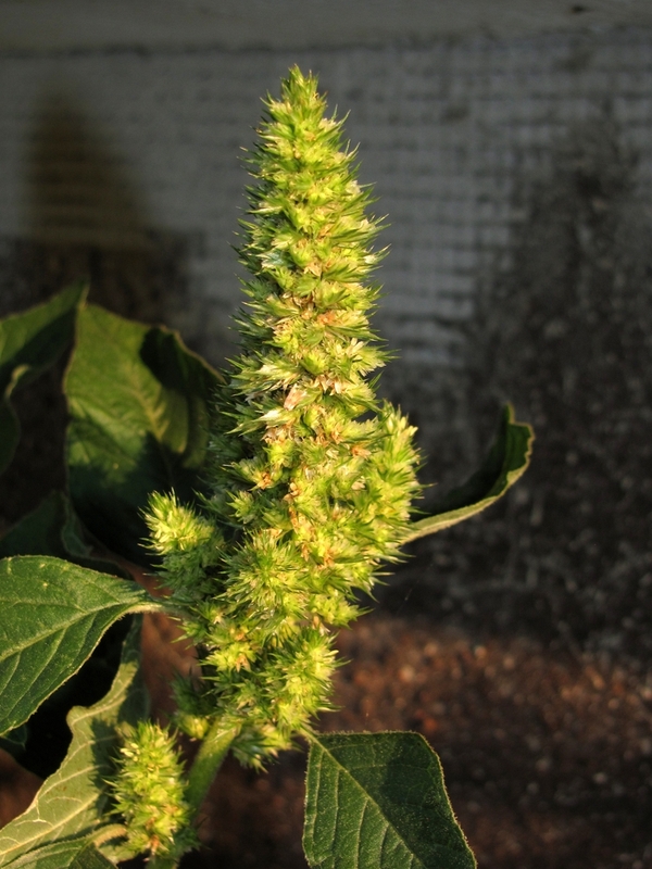 Image of Amaranthus retroflexus specimen.