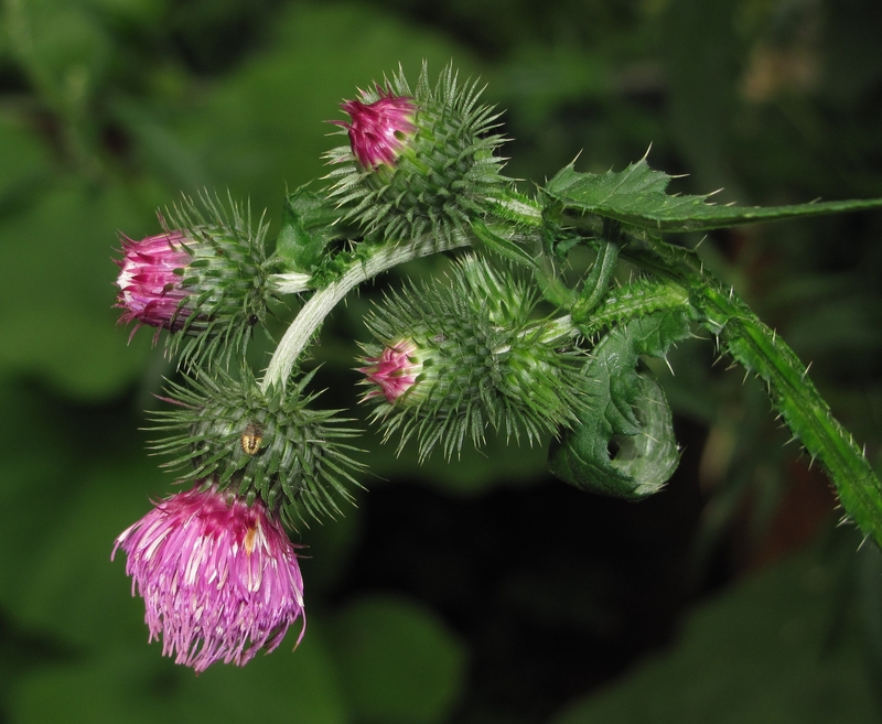 Изображение особи Carduus crispus.