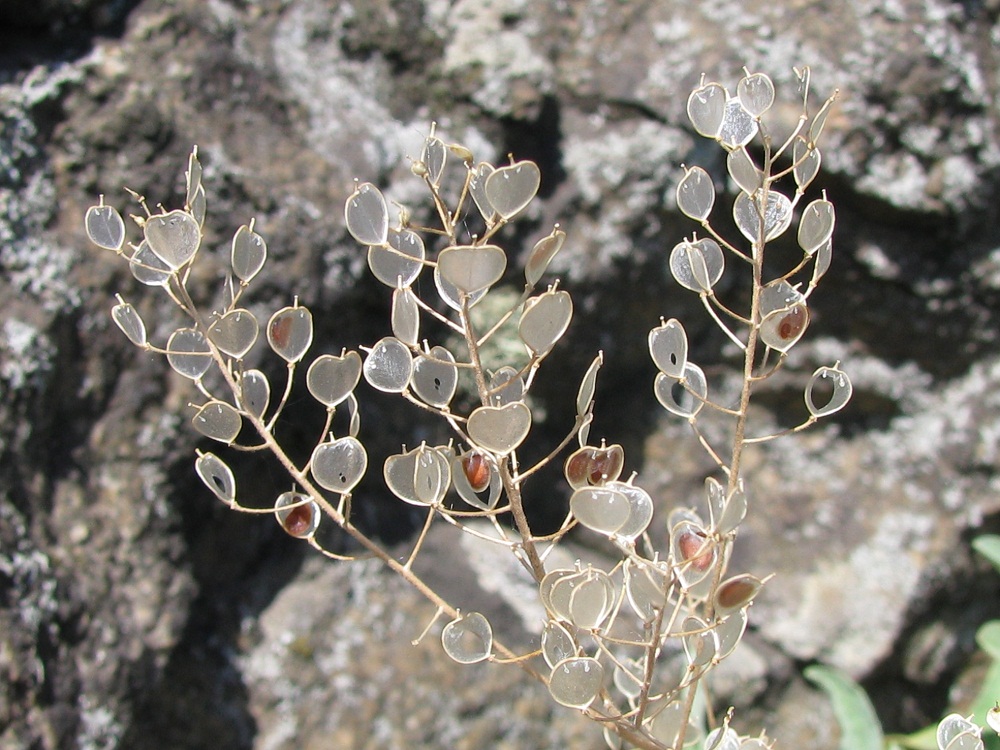 Image of Aurinia saxatilis specimen.