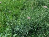 Daucus carota