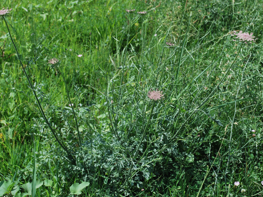 Image of Daucus carota specimen.
