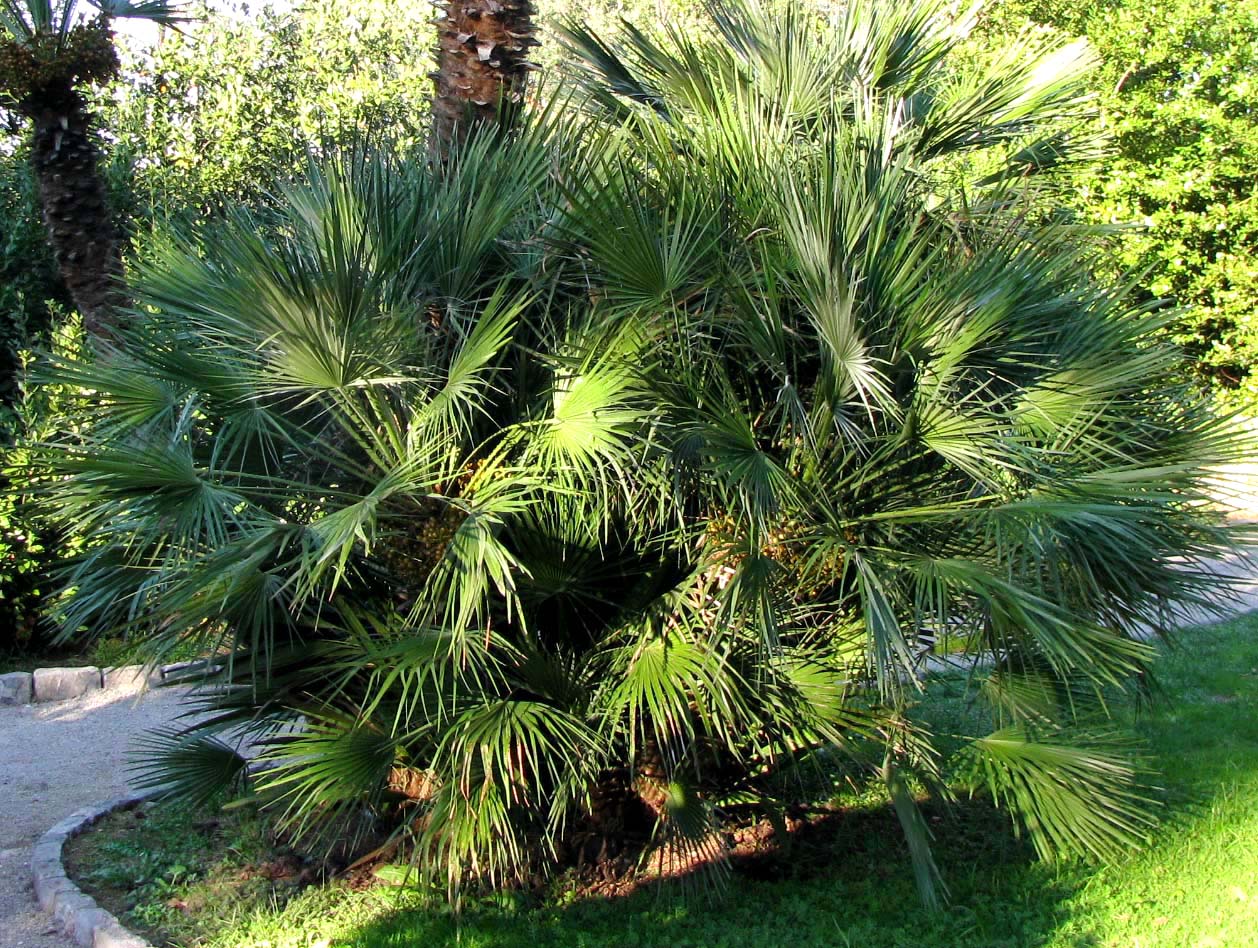 Изображение особи Chamaerops humilis.