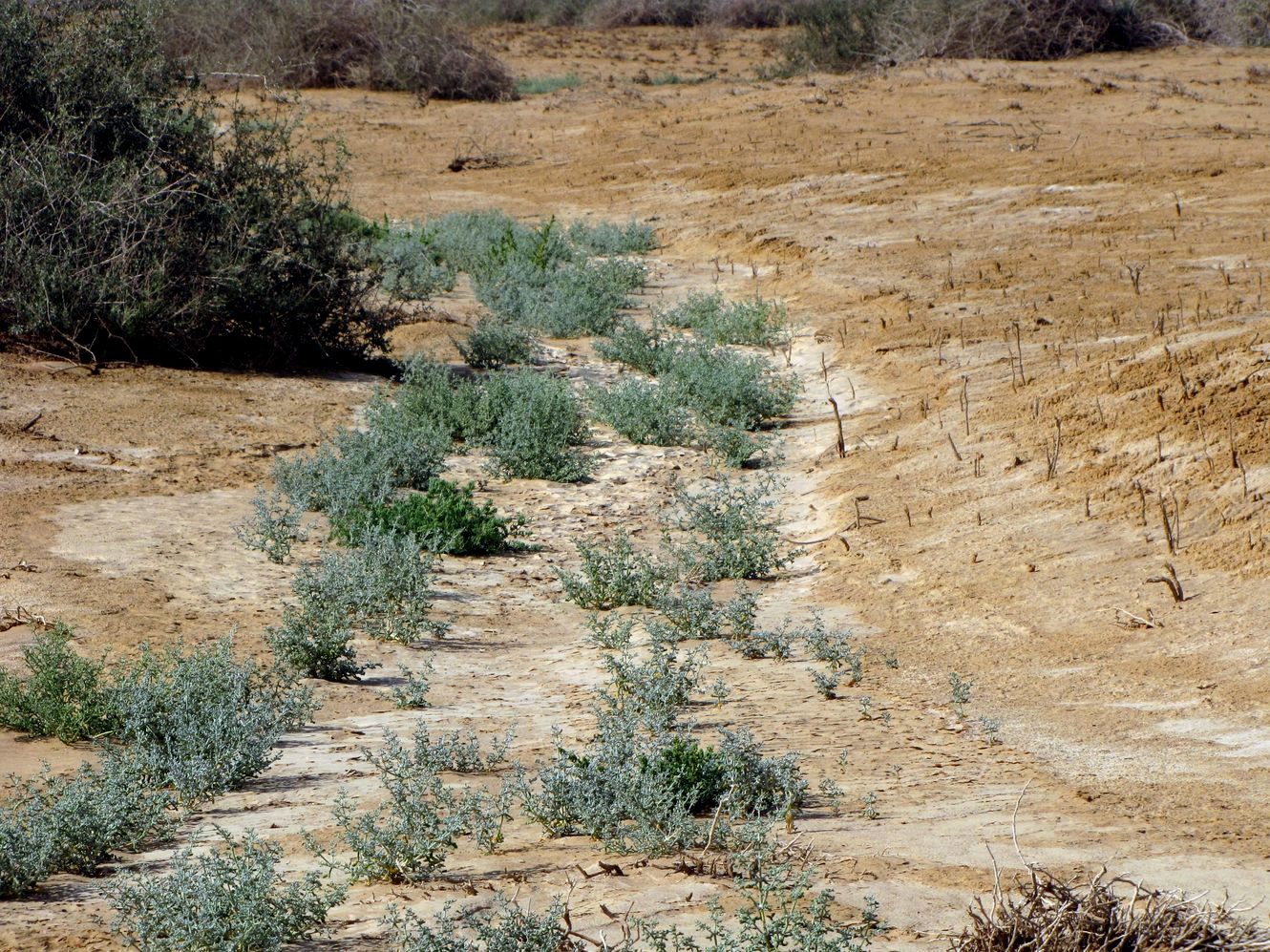 Image of Tetraena alba specimen.